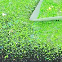 Limelight Glitter Mix