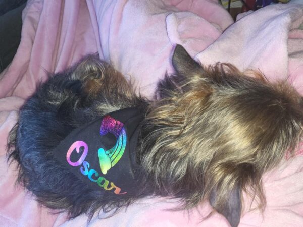 Rainbow Dog Bandana Gay Pride Dog Bandana - Image 3