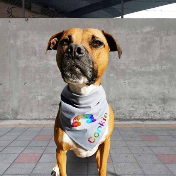 Rainbow Dog Bandana Gay Pride Dog Bandana - Image 4