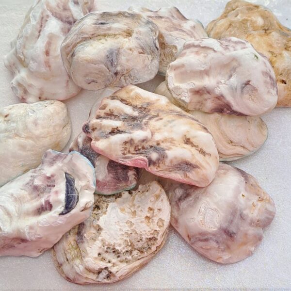 Oyster Shell Wedding Favours Craft Decoration Trinket Dish Gift Decorated Oyster Shells Beach Shells - Image 4